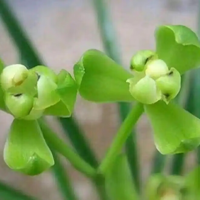 建兰 四季兰 老品种 铁骨素梅 绿植花卉盆栽 花期有带花苞 建兰 铁骨