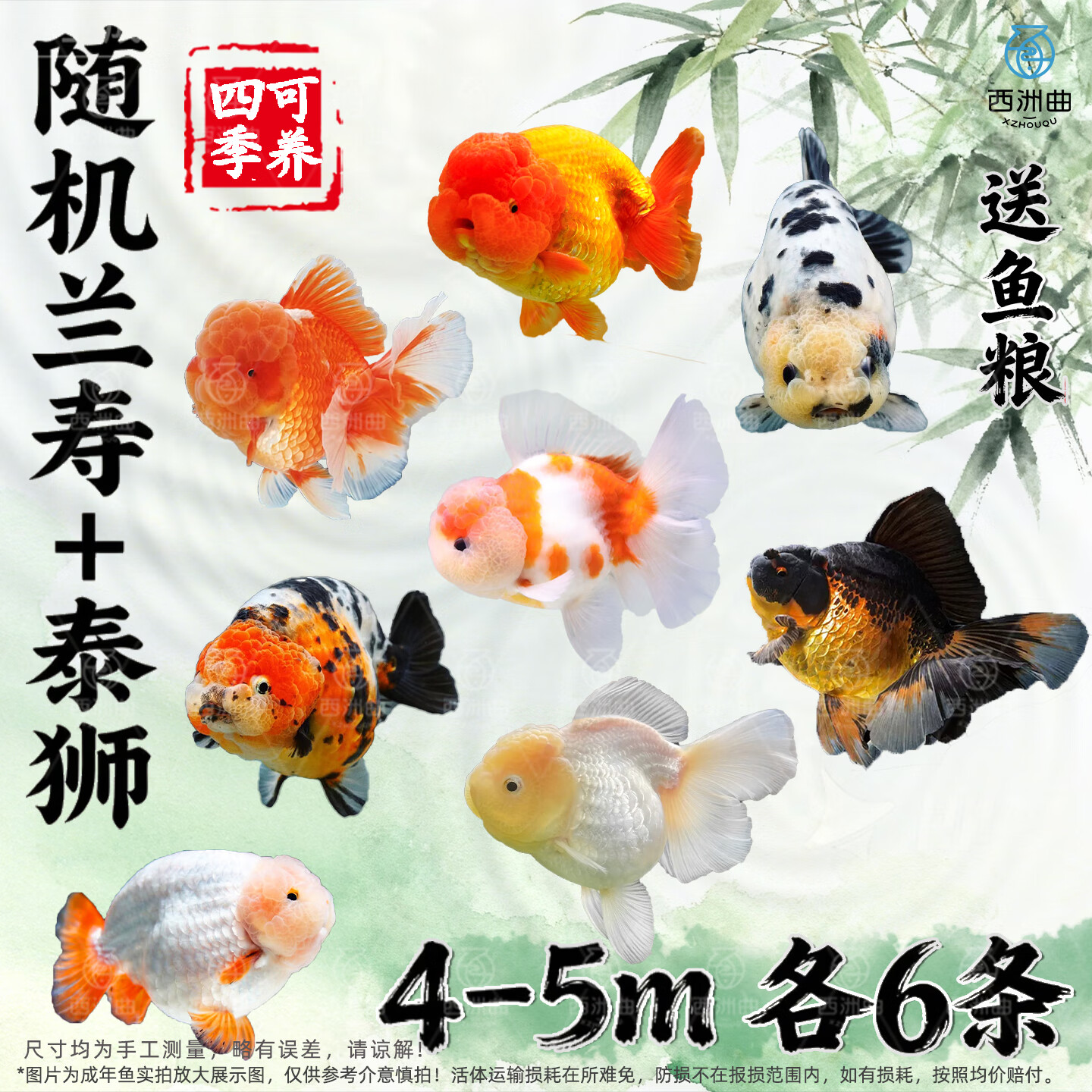 百纶木千兰寿金鱼小鱼观赏鱼淡水鱼锦鲤泰狮金鱼冷水鱼活体国粹蝶尾小金鱼 【精品随机】4-5cm 小兰寿+小泰狮 各6共12条送鱼粮