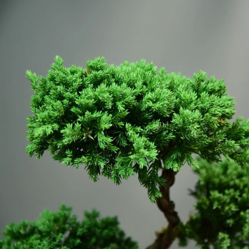 真柏盆栽室内办公室开业绿植迎客松造型茶桌绿植盆景真树桌面摆件 境林艺术3层真柏+简古底座+渔夫 送营养液和喷壶