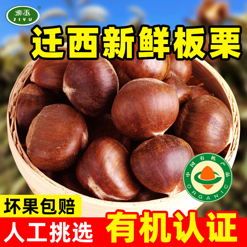 紫玉有机迁西板栗坚果炒货新鲜生板栗仁甜糯油栗子休闲零食品河北特产 大粒（1元硬币左右） 【2斤装】