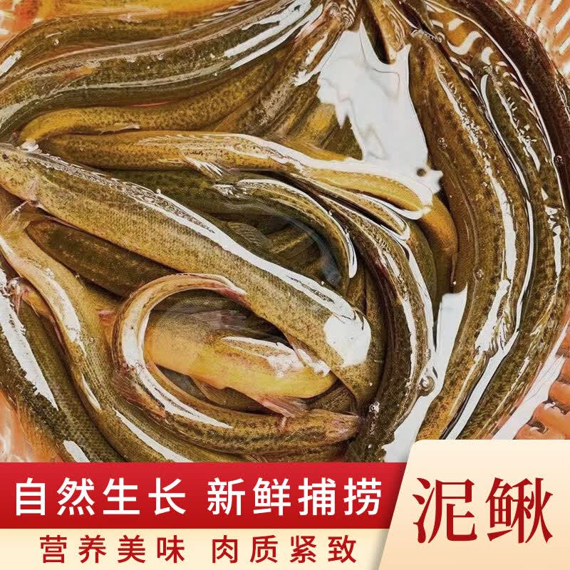 京荐新鲜泥鳅 鲜活泥鳅活体现杀淡水鱼类 保证品质 500g{15-25条}