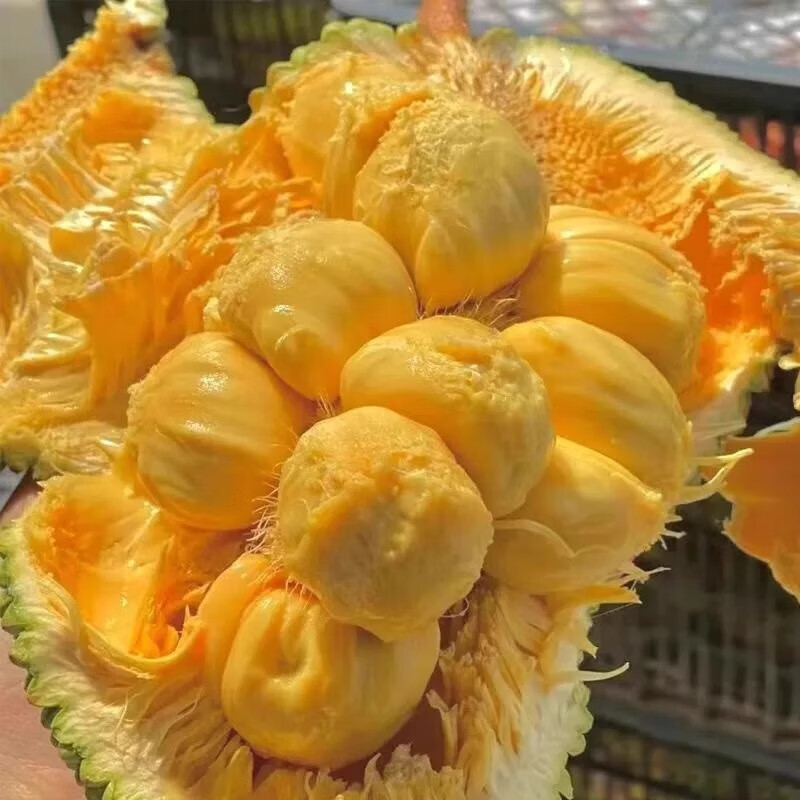 忆京源【顺丰速运】正宗海南三亚榴莲蜜新鲜现摘香甜软糯热带水果整箱 2-3斤精选大果 【现摘当天发货】