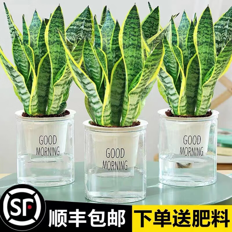 梵花壹木金边虎皮兰盆栽多肉易活水培植物绿植办公室内花卉大全客厅虎尾兰 虎皮兰70-80cm6棵（草编盆）送肥料 含盆