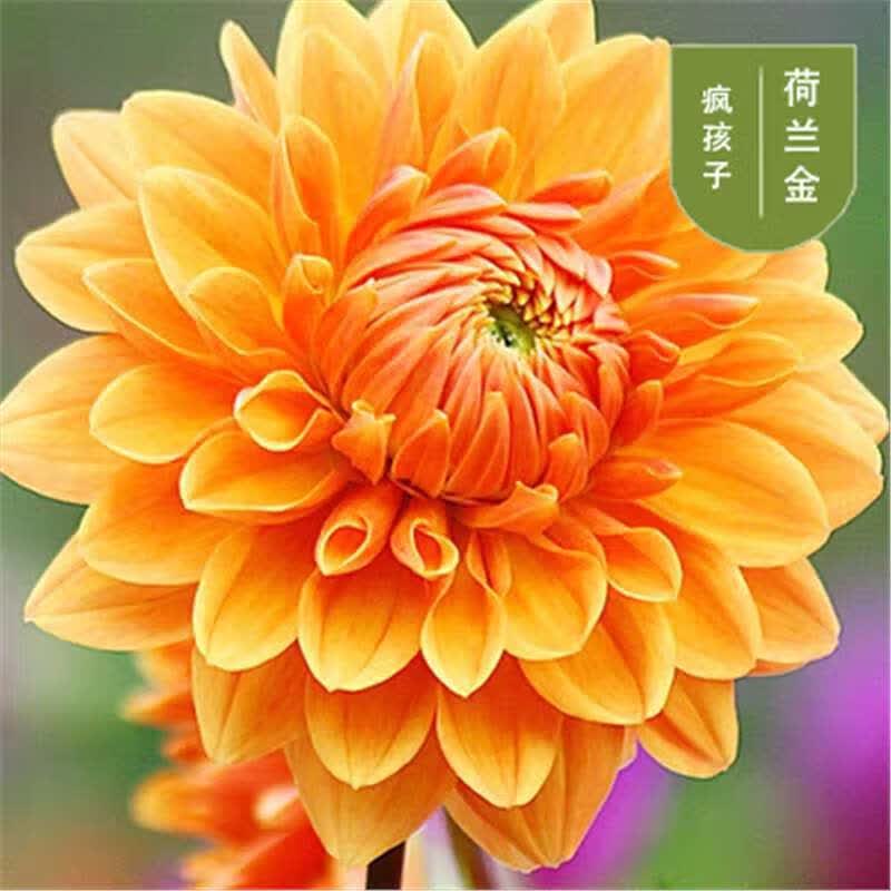 进口重瓣大丽花种球多年生大菊花地瓜花阳台庭院四季牛奶咖啡盆栽 金色 荷兰金【球根】 1个大丽花【当年开花】