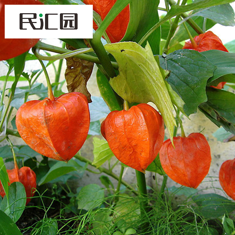 民汇园 蔬果种子 黄菇娘种子 红皮山菇娘 红菇娘 姑娘果  灯笼果 可