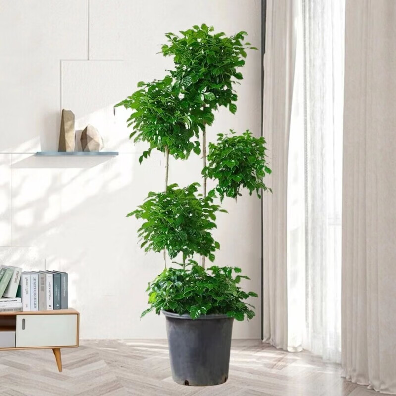 步步高绿宝幸福树除甲醛净化空气绿植送货上门盆栽绿植 原盆基地盆