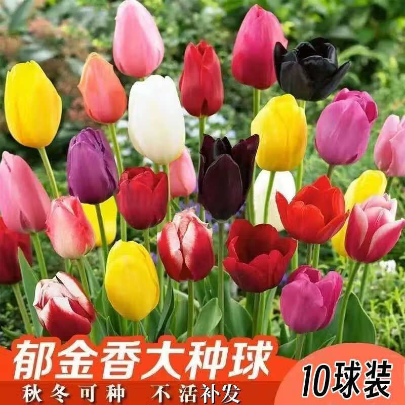 ������������ڴ����򻨻� ����������ɫ10�� ������ Դͷֱ�� 19.4Ԫ