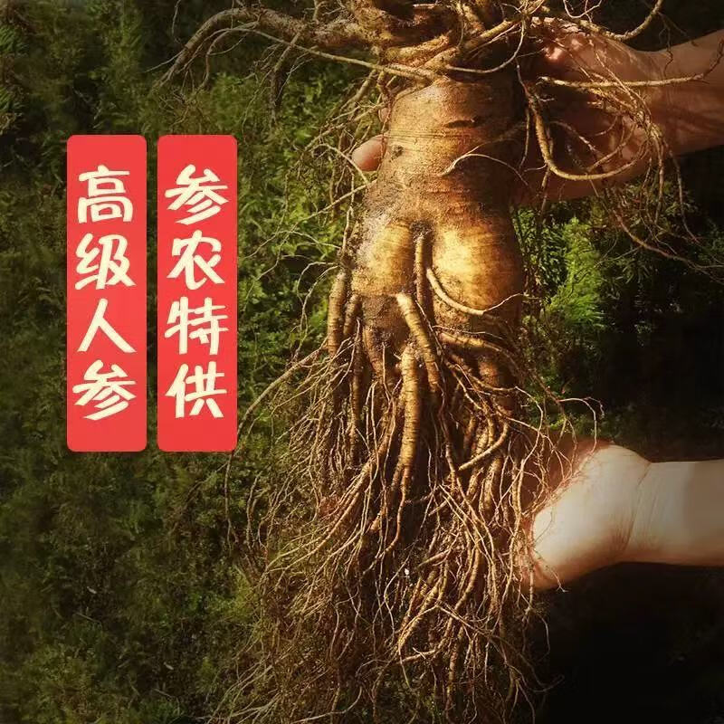 灵壹禾吉林特大新鲜现挖人参带土新鲜人参煲汤山参一斤发顺丰 精选新鲜带泥巴人参 225g*1盒