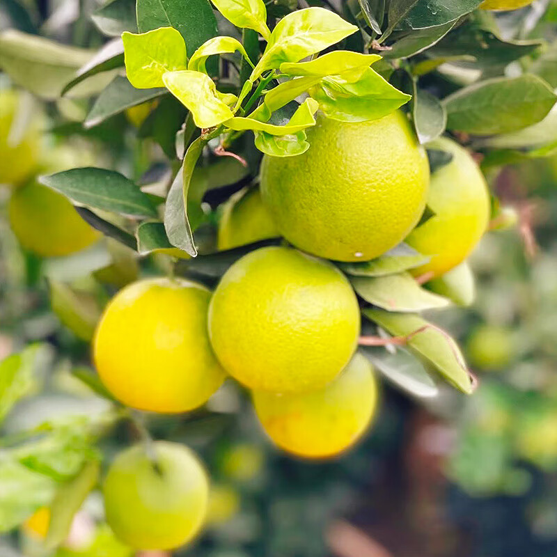 唯亭美云南哀牢山冰糖橙橙子当季新鲜水果纯甜橙子整箱果冻甜橙手剥橙子 净重8.5斤特大果【果径70+mm】爆甜多汁