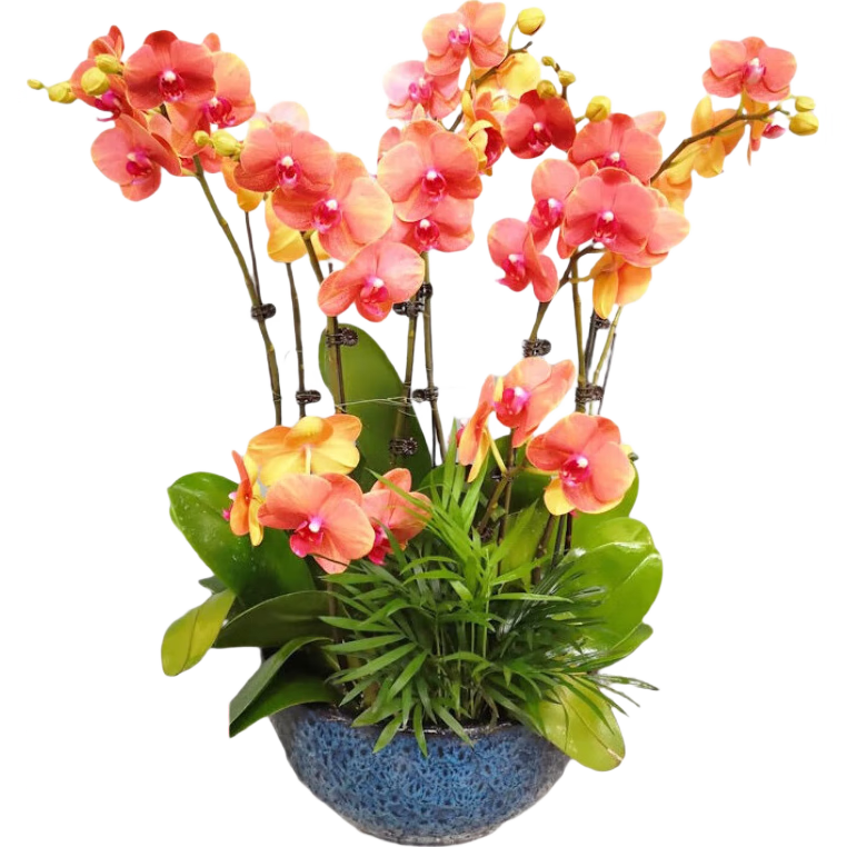 ˫����������������������������ļ��������ڻ������׳ɻ� 6.����--˫�������� �������Ժ� 14.99Ԫ