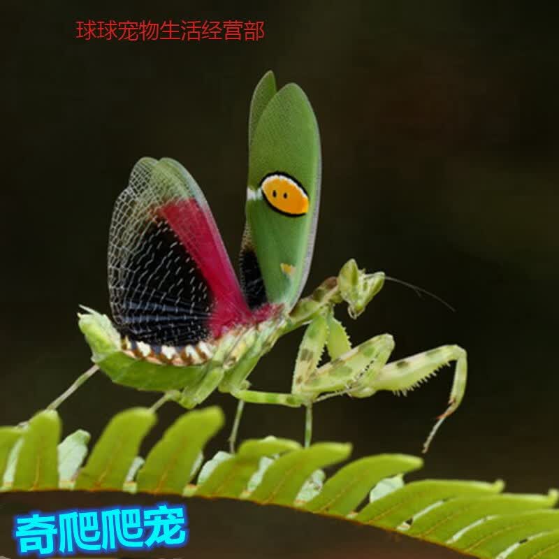 现货云眼斑螳螂宠物螳螂昆虫爬虫中华大刀螳螂 眼斑成体一对【 食物