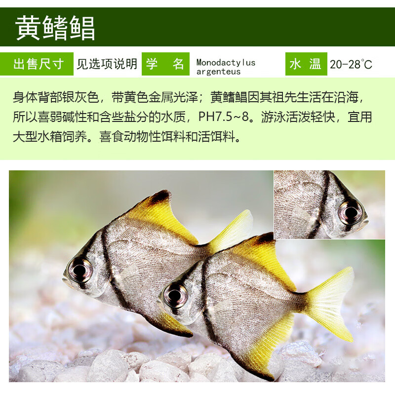 黄鳍鲳鱼珊瑚神仙鱼海水鱼淡化人工繁育群游蝙蝠鲳鱼大眼鲳淡水鱼
