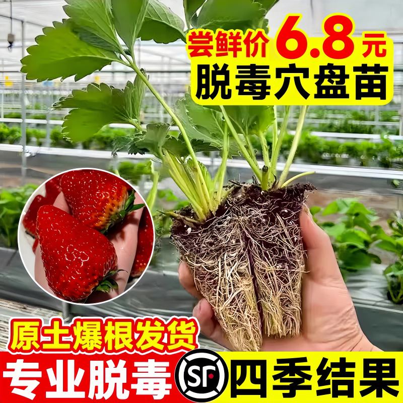 景琳涵奶油草莓苗盆栽带花带果带土种籽子红颜四季结果阳台种植新苗苗秧 新人福利款红颜草莓2颗 【穴盘苗】限购2颗