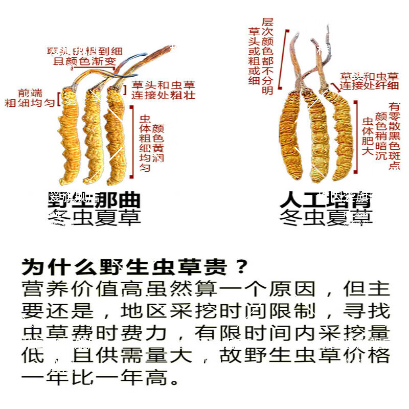 冬虫夏草野|生 正品西|藏那|曲虫草2025头期干虫草中秋送礼老丈人 东來线上商城品质野生那曲，大号纯肉节 50克