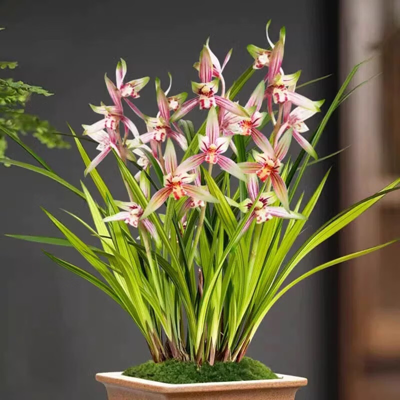 状元红兰花8苗5支花剑起带花苞兰花耐寒好养品种广州基地直发 玫红色