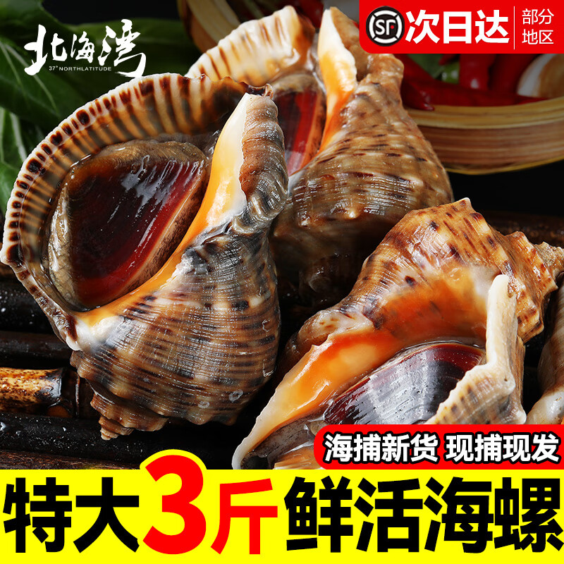北海湾 海螺 现捕现发鲜活特大新鲜海捕响螺带黄贝类海鲜水产批发净重 1500g 大号【4-6只/斤】