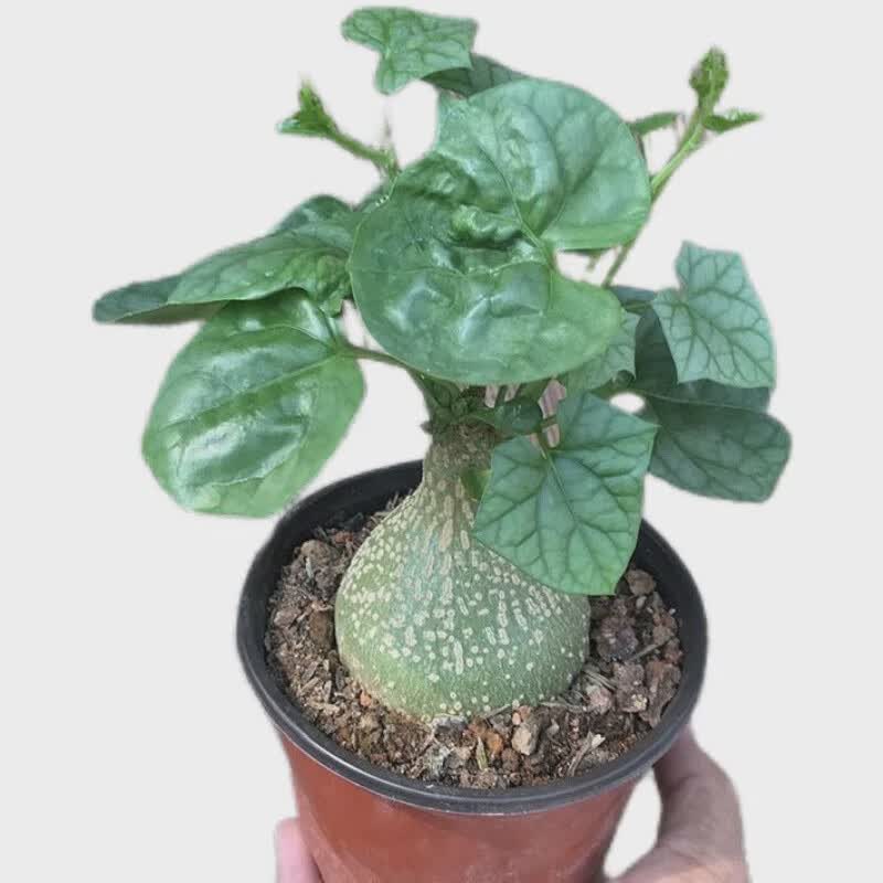 银叶睡布袋多肉植物葫芦科块根植物阳台观赏爬藤 5到6cm