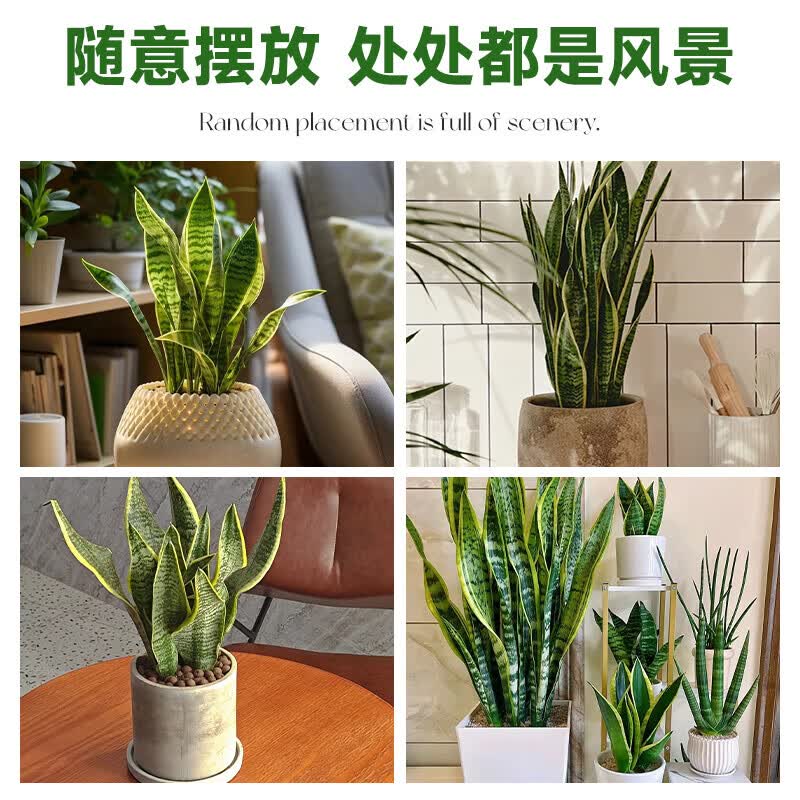 梵花壹木金边虎皮兰盆栽多肉易活水培植物绿植办公室内花卉大全客厅虎尾兰 虎皮兰70-80cm6棵（草编盆）送肥料 含盆