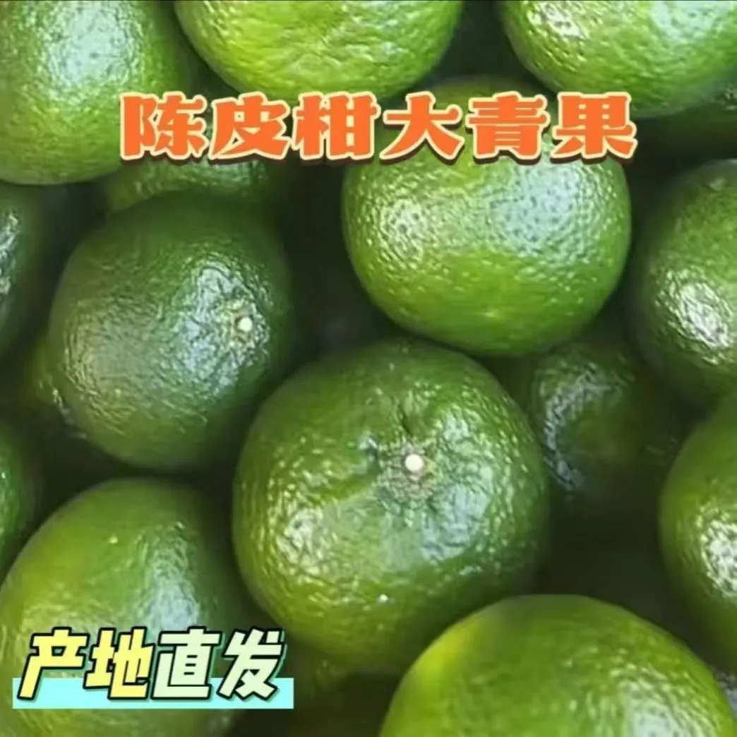 【晒陈皮专用果实】新会柑茶枝柑陈皮二红柑大红柑青柑新鲜果东甲 实惠二红柑10斤