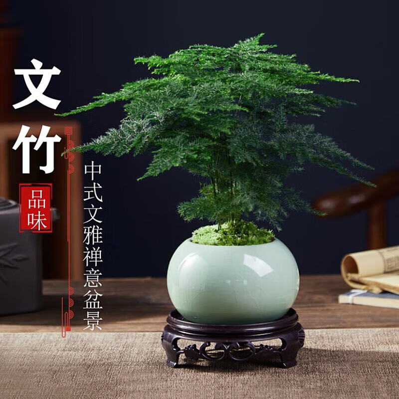 及拾文竹盆栽植物室内花卉盆景客厅办公室桌面小绿植好养云竹四季常青 精品文竹+冰釉浅绿盆+圆底托+苔藓
