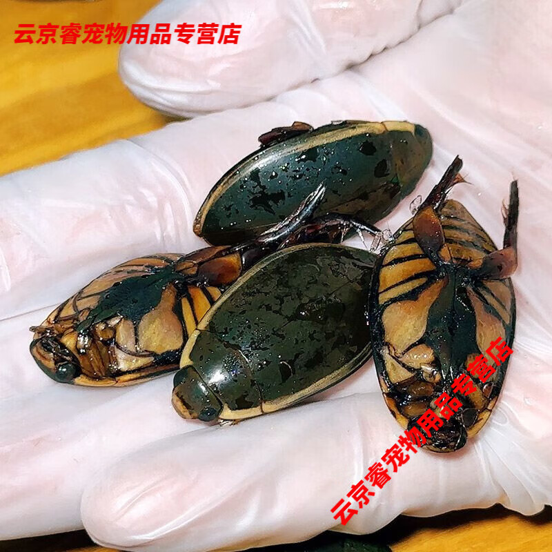 大金边龙虱鲜活速冻大号老水鳖虫水蟑螂濑尿龟水甲虫油炸昆虫 半斤装