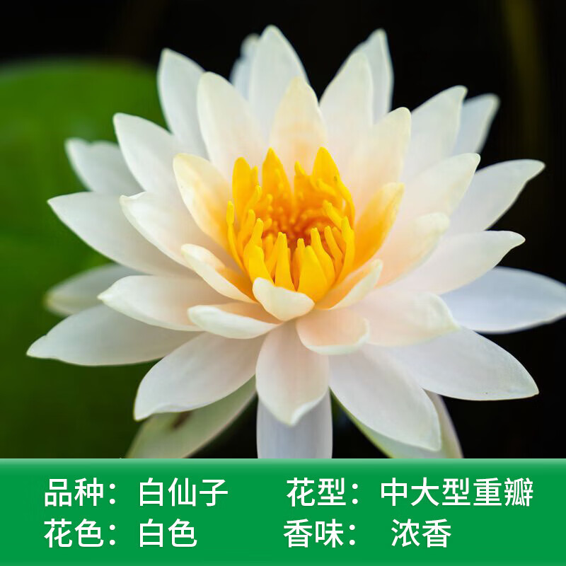 养荷花水莲花盆栽花卉水池塘大睡莲根块带花苞 s1白仙子