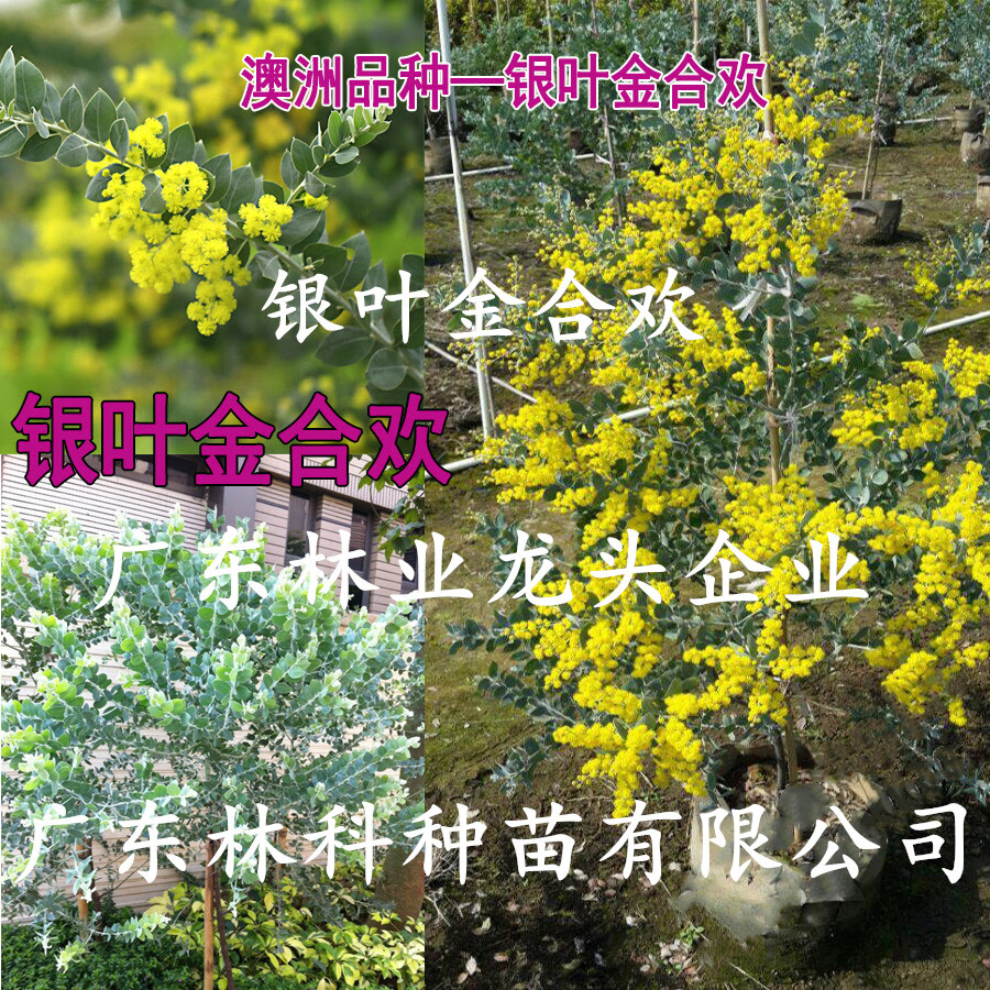 颜集卉澳洲品种银叶金合欢苗银叶金合欢树苗澳洲银合欢树苗珍珠银合欢