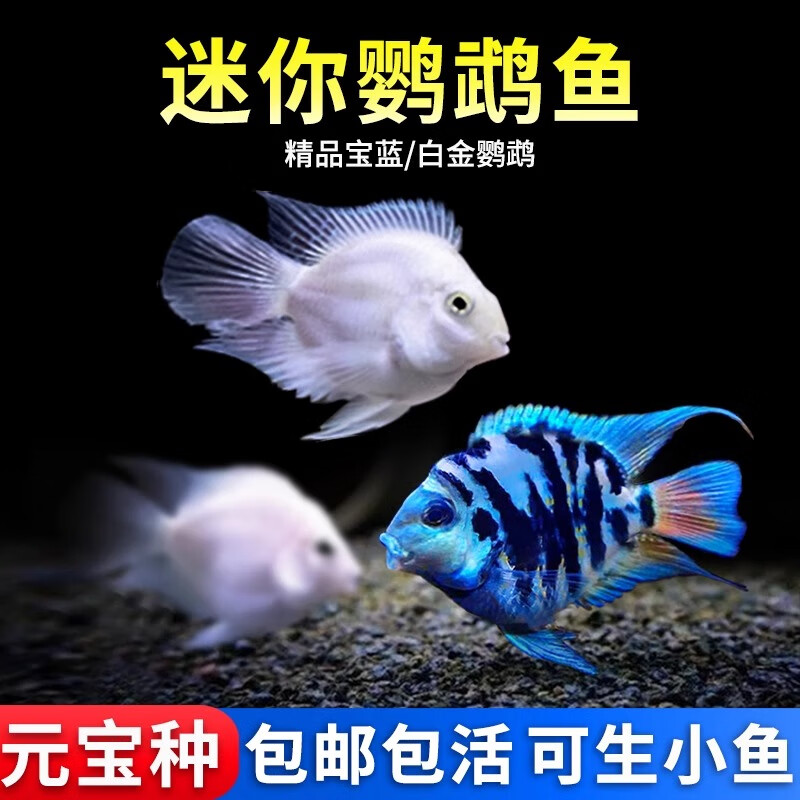 宠小侠迷你鹦鹉鱼观赏鱼活体淡水冷水好养耐活白金宝蓝鹦鹉鱼可繁殖种鱼 1.5-2.5cm迷你鹦鹉2条 【特惠款】