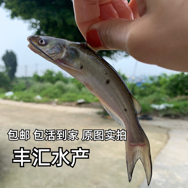 批发叉尾鱼苗鮰鱼苗梭边鱼斑点叉尾鮰钳鱼苗淡水养殖大型鱼活体食 3