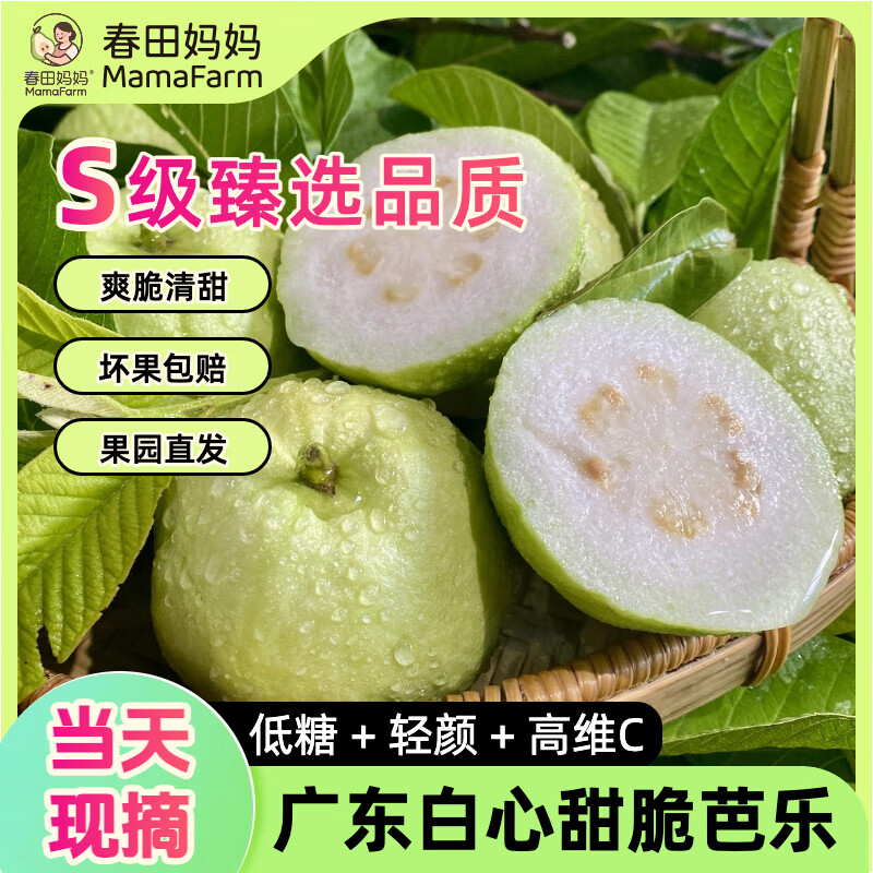 【低糖高维C】产地直发 广东新鲜糖尿病水果白心甜脆番石榴芭乐 【推荐买】5斤｜S级臻选当天采摘