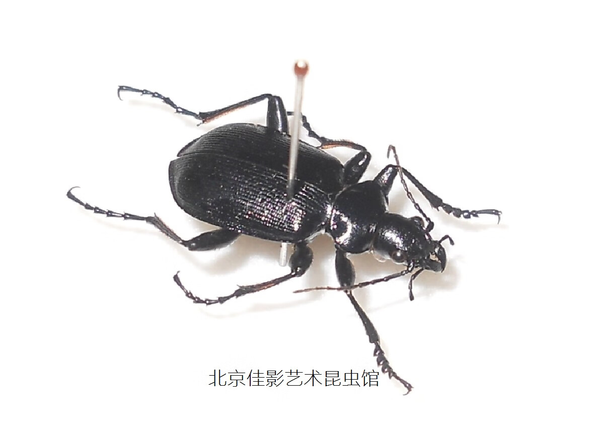 美衣羊大星步甲；昆虫标本；湿虫价格；学生；教学；工艺品收藏