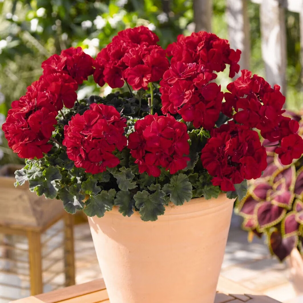 融暖重瓣天竺葵盆栽花苗大花四季开花不断洋绣球苗室内阳台好养的花卉