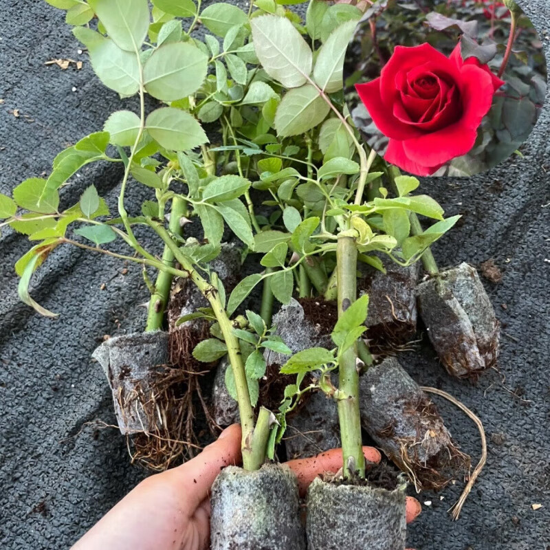 花苗可食用大马士革玫瑰苗盆栽四季开花大苗花庭院阳玫瑰 墨红袋苗5棵