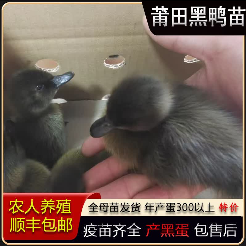家养黑鸭蛋鸭苗产蛋王水鸭麻鸭活苗鸭幼崽土鸭水鸭子正宗莆田黑鸭