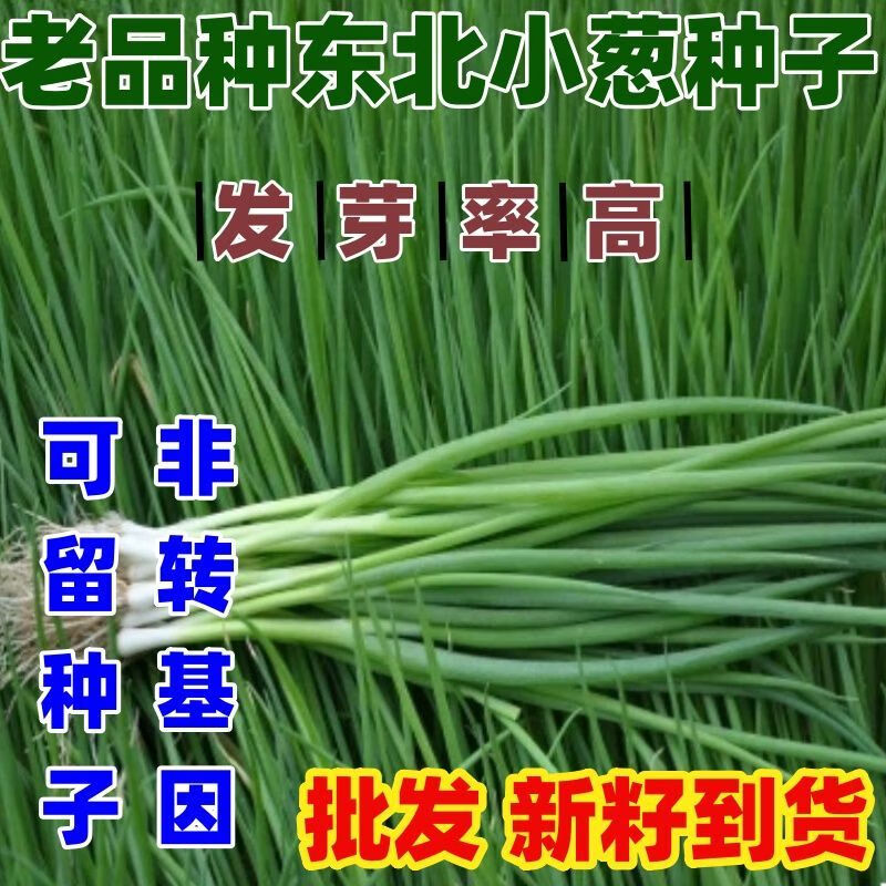 老品种东北农家小葱籽小葱新籽辣味浓庭院可种白露葱新籽芽率好 老品种小葱种子【250克】