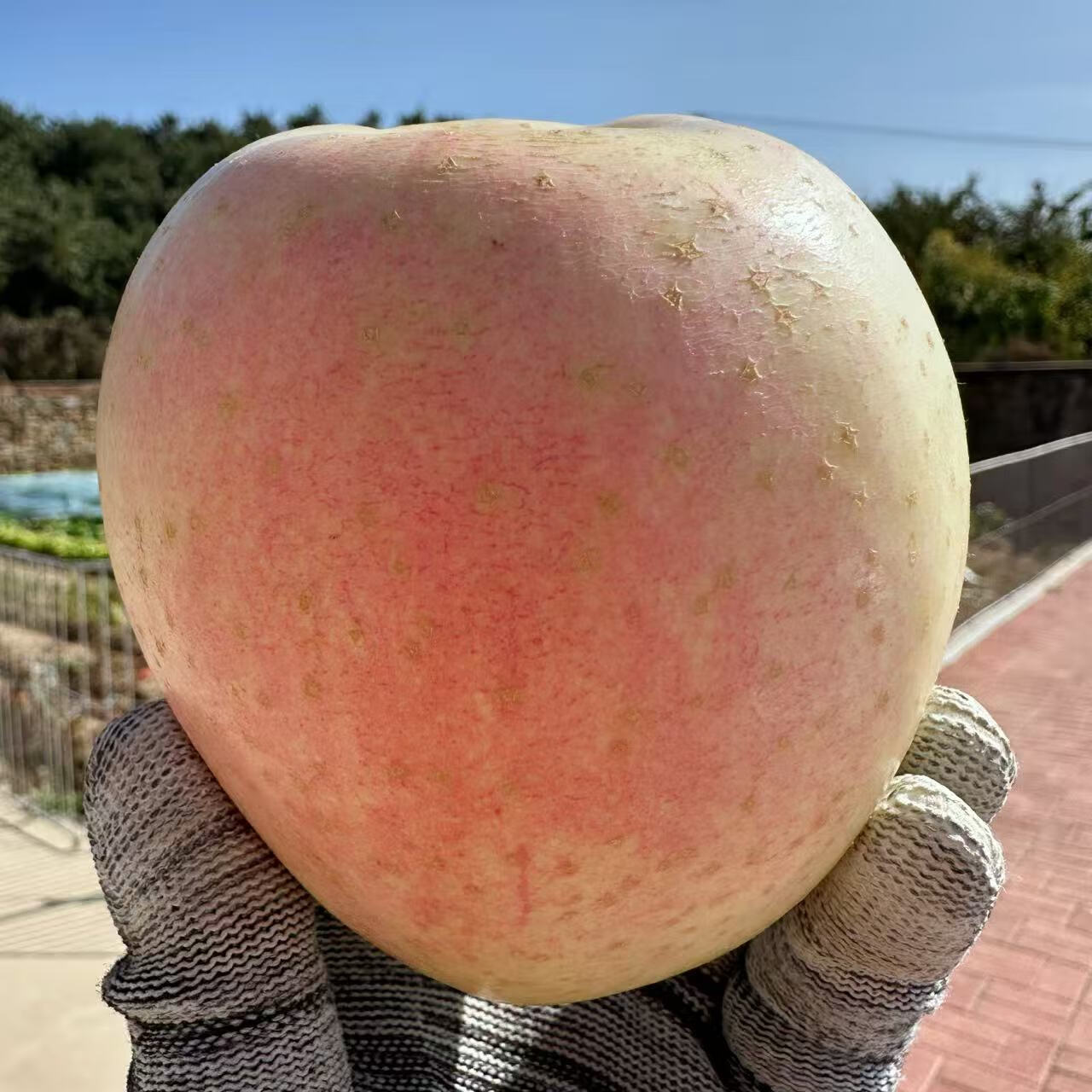 鲜姿东北大连王林苹果水果新鲜黄苹果当季整箱水果 净重4.5斤小果(单果65-70mm)