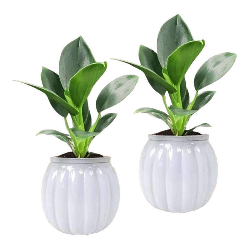 �����������ֲ�﹫����ȩ�������ڰ칫���ļ����ྻ�������������� ����������һ��һ��2����ɫ�Ϲ���ˮ��+2�������� ����߶�20-25/�����̹���