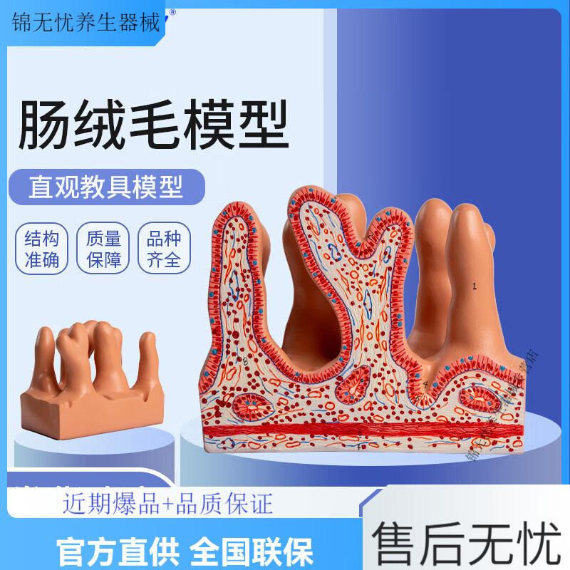 通用普奈特 肠绒毛放大模型 消化解剖教具 空肠小肠绒毛教