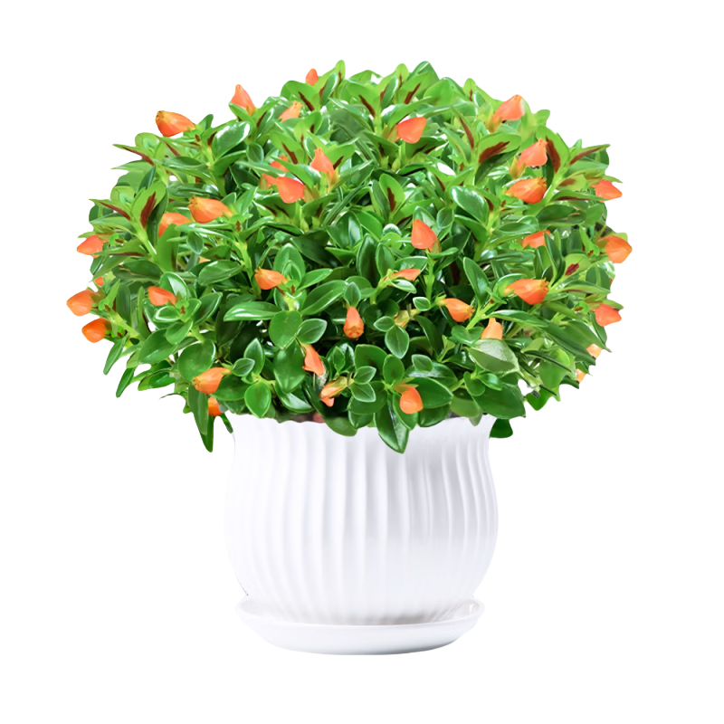 ������� ����������ֲ ����ֲ�� ������ �����׻� ���� 01 ����20-30�� ԭ���� 6.99Ԫ(����ȯ)