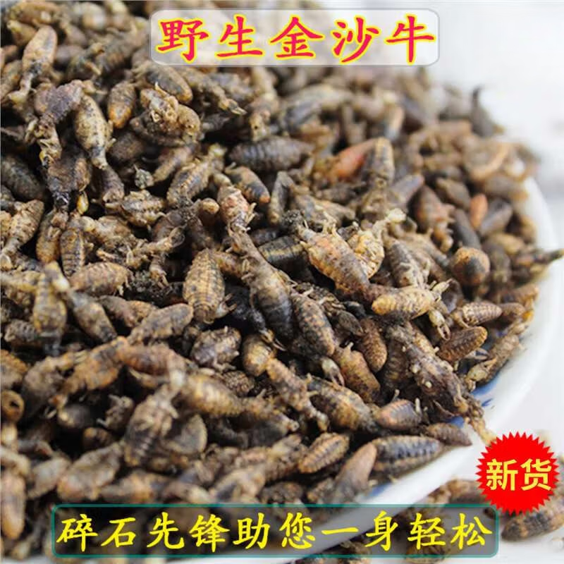 正宗金沙牛中药材正宗金砂牛倒行狗子睡虫干净野生地牯牛蚁狮 金沙牛 5g*1罐