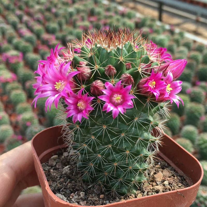 阳台庭院盆栽室内办公室绿植绯花玉 红花锦丸宽约5高约9cm【带花苞】