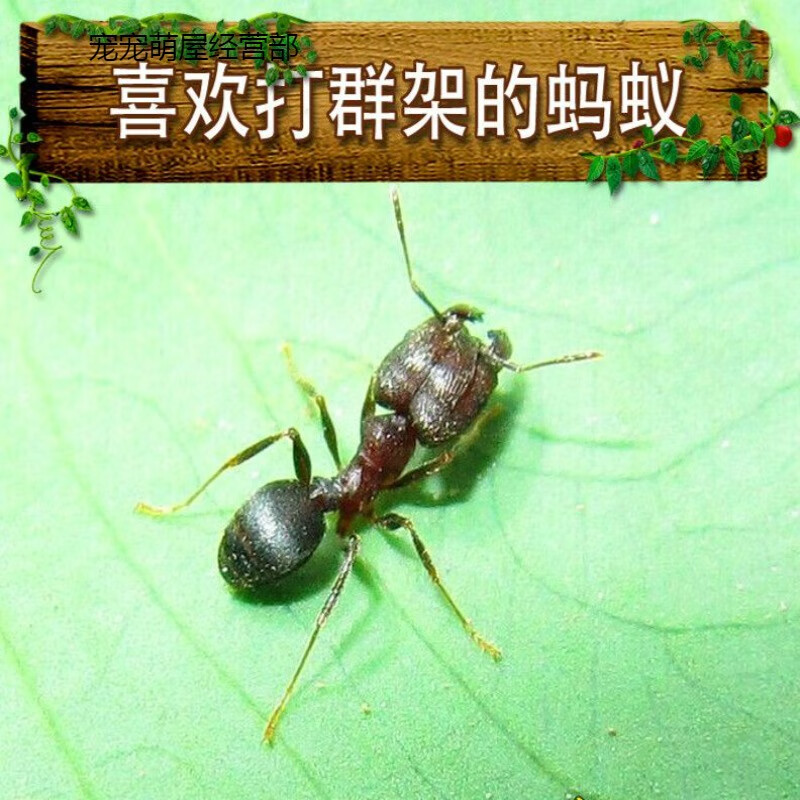 伊大头蚁pheidole yeensis蚂蚁世界家园工坊森城堡 蚁后1只