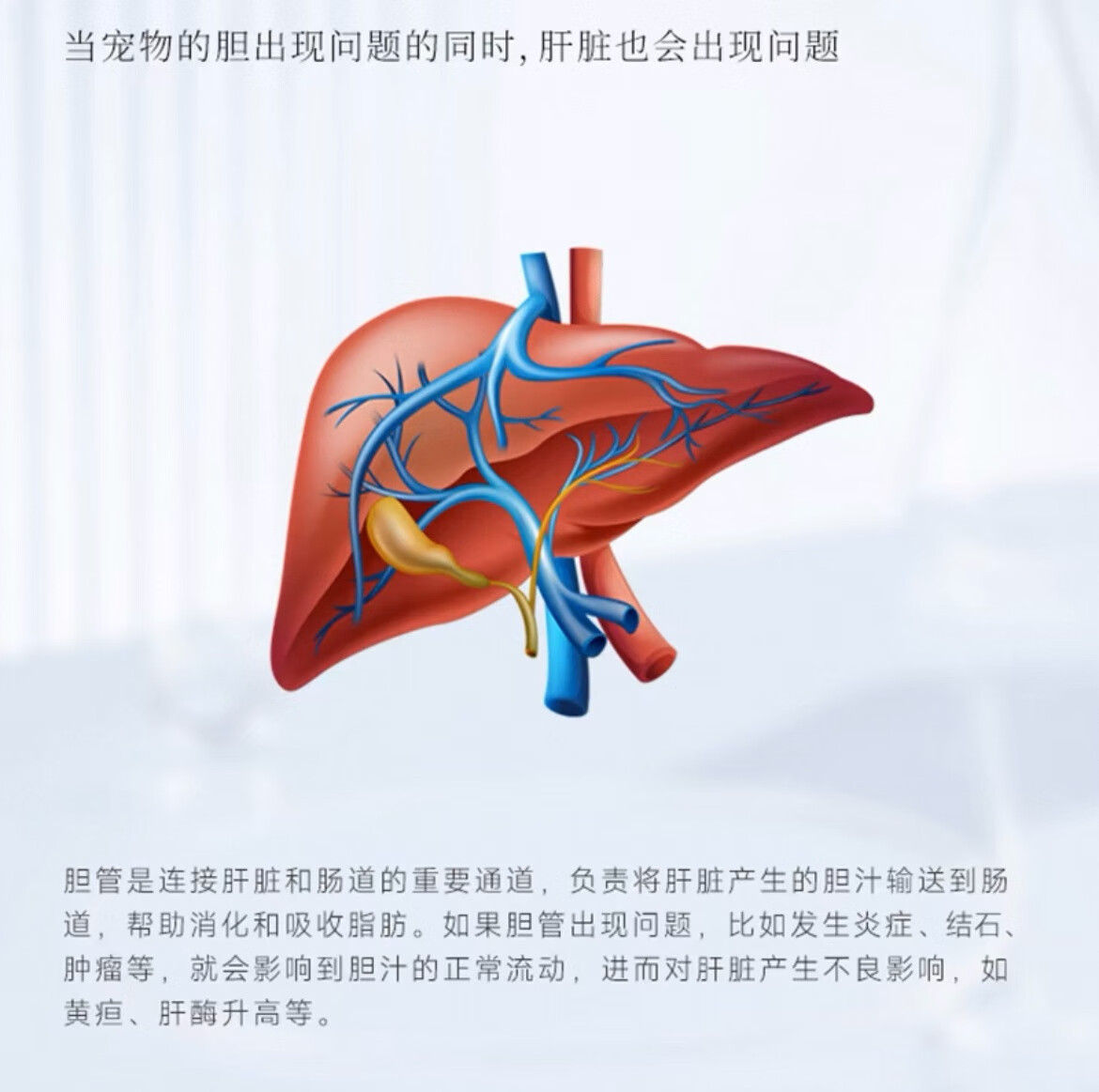 科学喵Dr.cats肾久胶囊宠物综合营养补充剂维生素氨基酸猫犬通用 【护肾养肾】 60粒*1盒