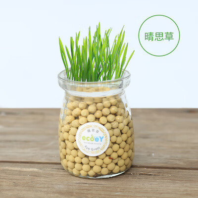 儿童小盆栽桌面迷你水培绿植物幸 晴思草种子 黄色陶粒 瓶子 海棉垫