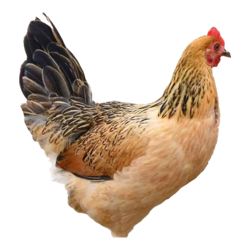 ��Ʒ���ּ�ɢ���ݼ� ɢ����ɽ���������� 2.5���0.1�� 19.95Ԫ/�� (��1��1����39.9Ԫ)