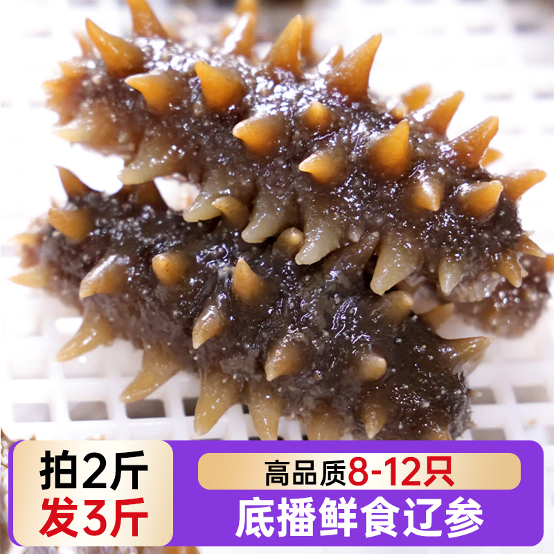 小兵海参候勇推荐-正宗辽参鲜食海参|正宗辽刺参|不挂冰|温水解冻即食 【1斤体验装】单斤直降100元 10-12头/斤