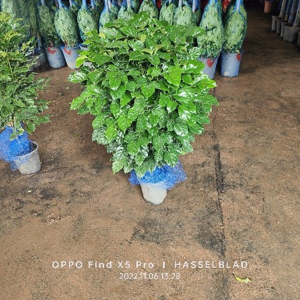 步步高绿宝幸福树除甲醛净化空气绿植送货上门盆栽绿植 精品丛生幸福