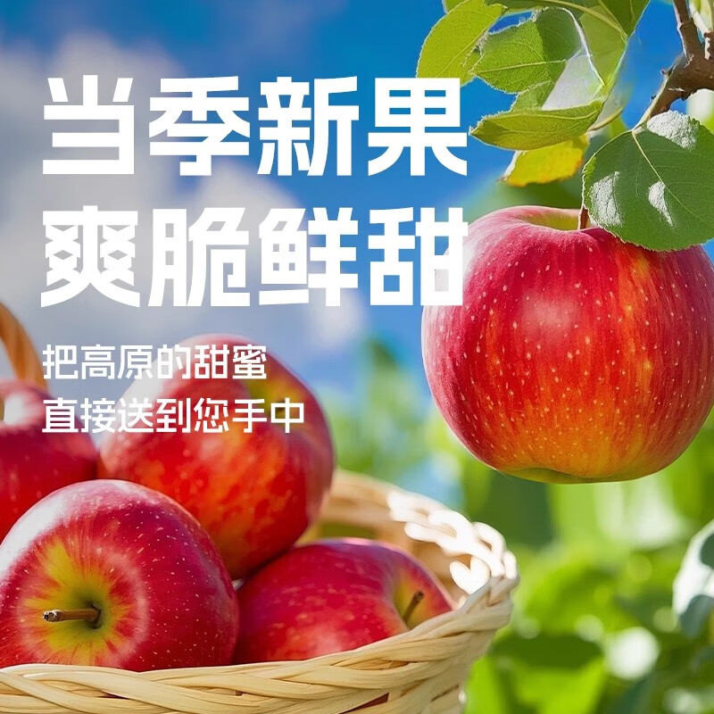 杨家姑娘正宗云南昭通丑苹果 冰糖心高山红露苹果当季新鲜水果礼盒 果径70-80mm(实惠中果) 5斤装【80%的人选择】
