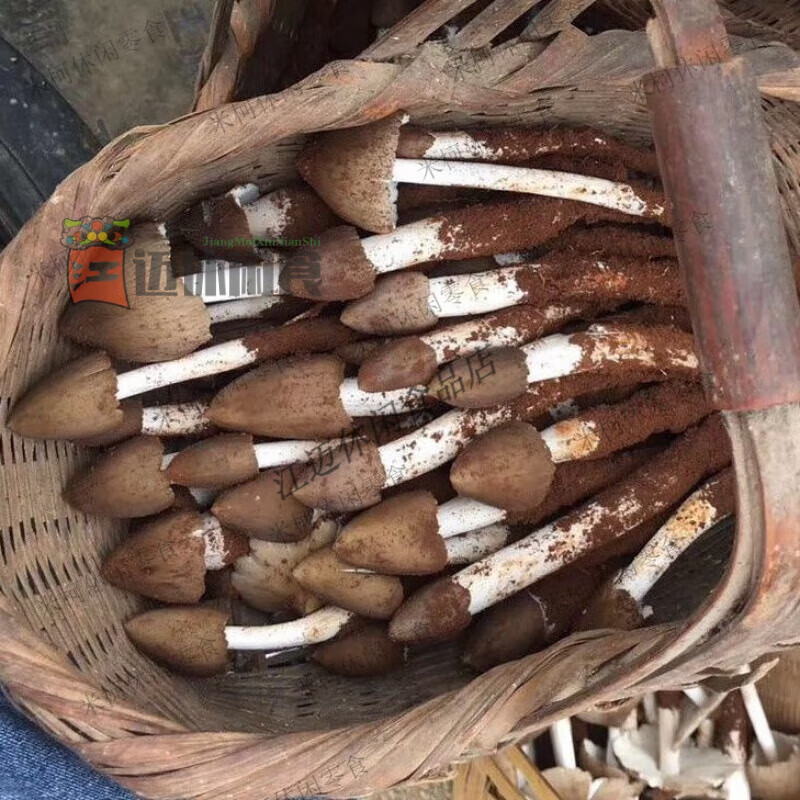 云南山农火把鸡枞菌新鲜荔枝菌小黑鸡枞菌鸡腿菇孕妇儿童食用 火把