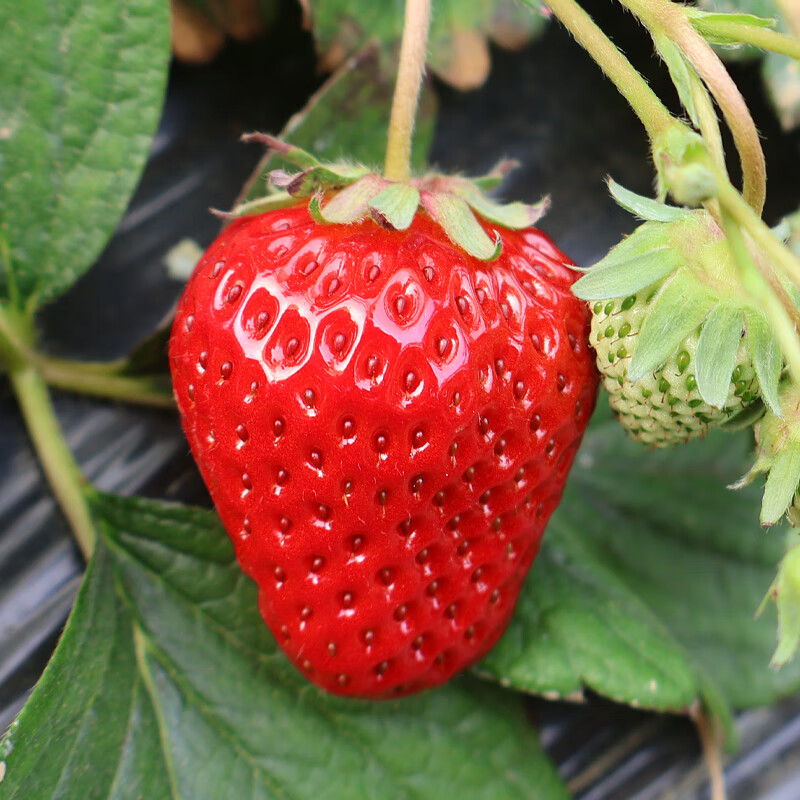 异果恋大凉山露天草莓高原红颜草莓水果礼盒现摘现发草莓礼盒装 2斤装（精选中果13g+）净重1.5斤